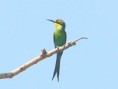 /album/photogallery/swallow-tailed-bee-eater-2-jpg/